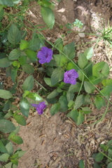 Ruellia simplex
