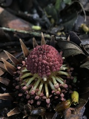 Langsdorffia hypogaea