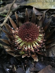 Langsdorffia hypogaea