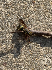 Sphiximorpha willistoni