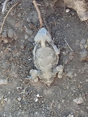 Phrynosoma braconnieri