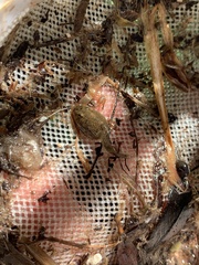 Lithobates onca