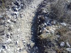 Phrynosoma braconnieri