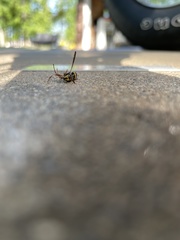 Sphiximorpha willistoni