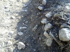 Phrynosoma braconnieri