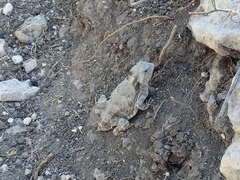 Phrynosoma braconnieri