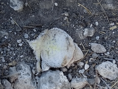 Phrynosoma braconnieri