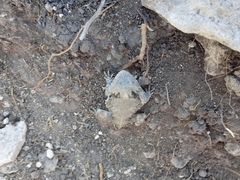 Phrynosoma braconnieri