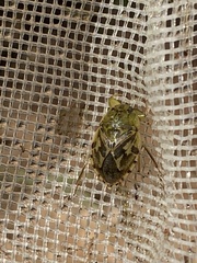 Ambrysus