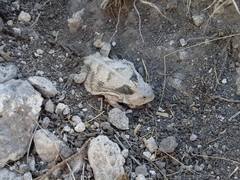 Phrynosoma braconnieri