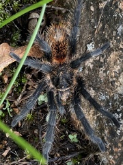 Plesiopelma longisternale