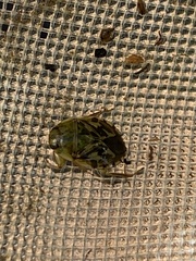Ambrysus