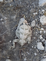 Phrynosoma braconnieri