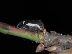 Ophiderma flavicephala