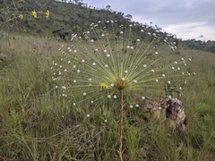 Paepalanthus chiquitensis