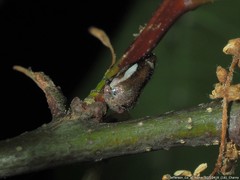 Ophiderma flavicephala