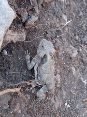 Phrynosoma braconnieri