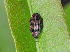 Brachys ovatus