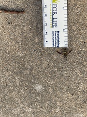 Sphiximorpha willistoni