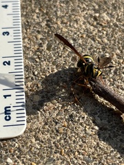 Sphiximorpha willistoni