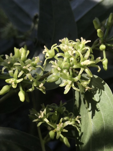 Lanceleaf greenbrier (Smilax domingensis)