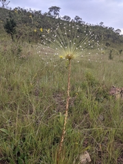 Paepalanthus chiquitensis