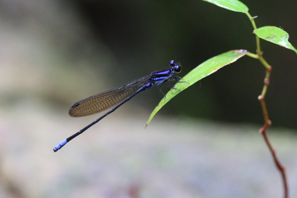 Argia fumigata