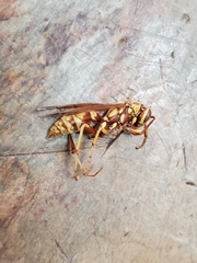 Polistes apachus apachus