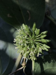 Smilax domingensis