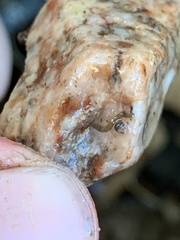 Pyrgulopsis bacchus
