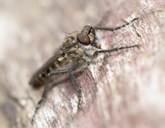 Lasiopogon