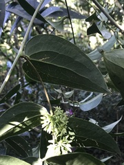 Smilax domingensis