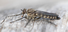 Lasiopogon