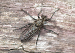 Lasiopogon