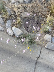 Hesperidanthus linearifolius