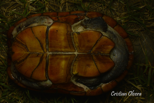 Herrera's Mud Turtle