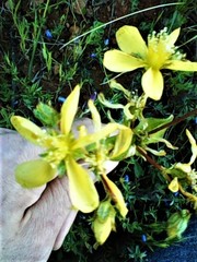 Hypericum perfoliatum