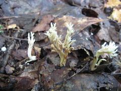 Clavulina floridana