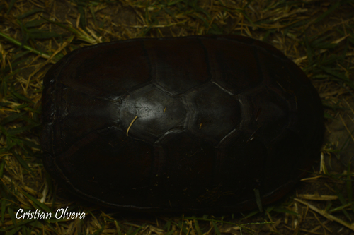 Herrera's Mud Turtle