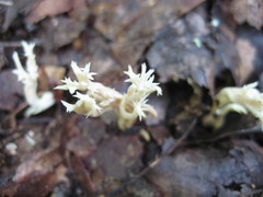 Clavulina floridana
