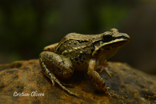Mexican White-lipped Frog