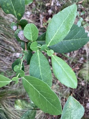 Azara uruguayensis