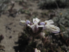Collinsia corymbosa