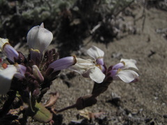 Collinsia corymbosa