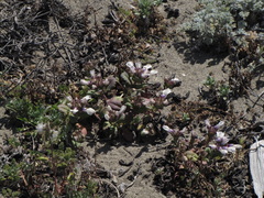 Collinsia corymbosa