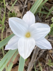 Zephyranthes drummondii