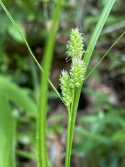 Carex complanata
