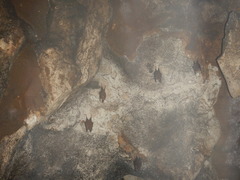 Balantiopteryx io
