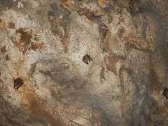 Balantiopteryx io