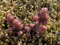 Sedum radiatum